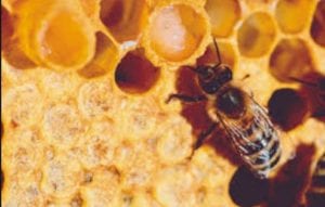 فوائد غذاء ملكات النحل للرجال