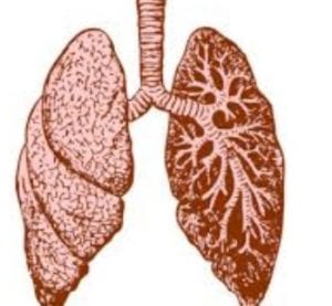 cystic fibrosis بالعربي