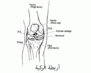 اربطة الركبة
