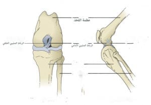 الرباط الصليبي الأمامي والخلفي cruciate ligament