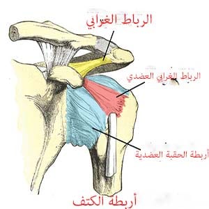 اربطة الكتف