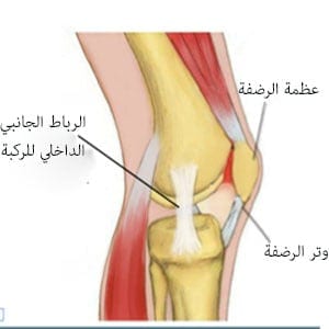 الرباط الجانبي الداخلي للركبة