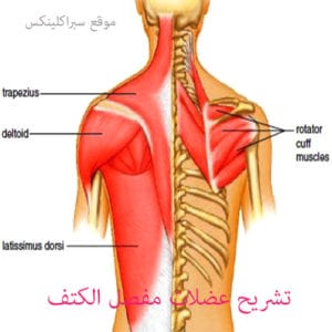 عضلات مفصل الكتف