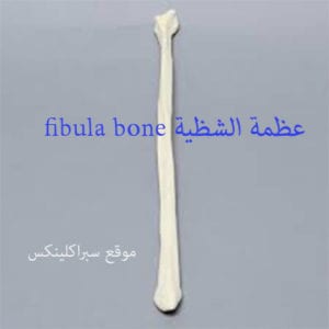 عظمة الشظية fibula bone