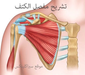 مفصل الكتف وتشريح مفصل الكتف 