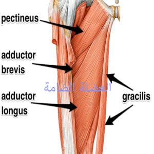العضلة الضامة للفخذ adductor muscle