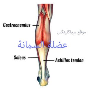 عضلة السمانة calf muscle