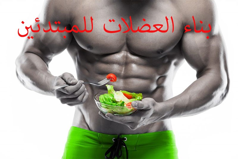 بناء العضلات للمبتدئين